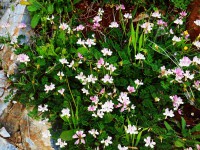 /album/wildflowers/coronilla-varia-1-jpg/